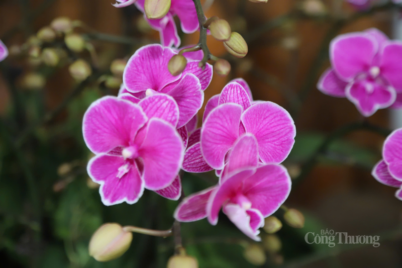 Nhờ kỹ thuật trồng và chăm sóc được nâng cao, cây hoa phát triển khỏe mạnh, ngồng hoa nở đều và rực rỡ.