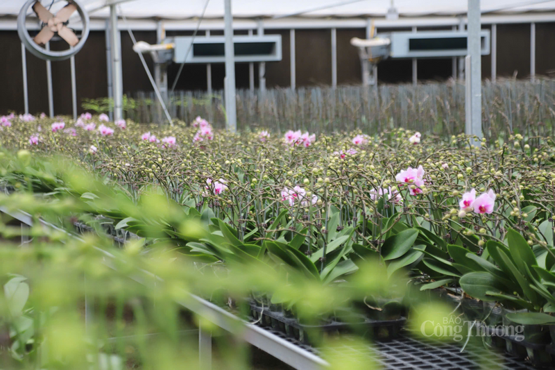 Ngoài ra, công ty còn nhận đặt và giao hoa online qua các nền tảng mạng xã hội. Nhờ đó, nhiều đơn hàng đã được đặt trước, góp phần mở rộng thị trường và đáp ứng nhu cầu tiện lợi của người chơi hoa trong dịp Tết Nguyên đán.