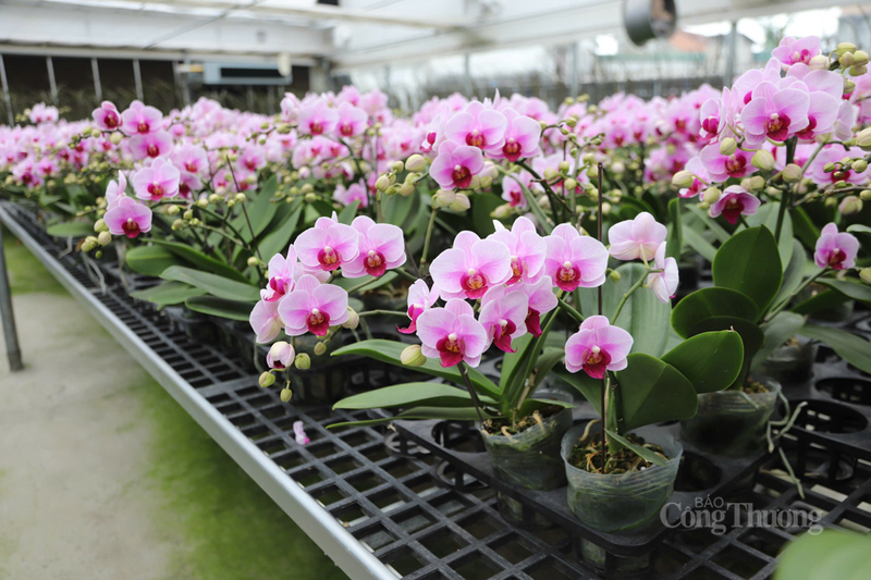 Mô hình được Chương trình hỗ trợ ứng dụng, chuyển giao tiến bộ khoa học và công nghệ thúc đẩy phát triển kinh tế - xã hội nông thôn, miền núi, vùng dân tộc thiểu số hỗ trợ gần 3 tỷ đồng (do Sở Khoa học và Công nghệ Hà Tĩnh quản lý).