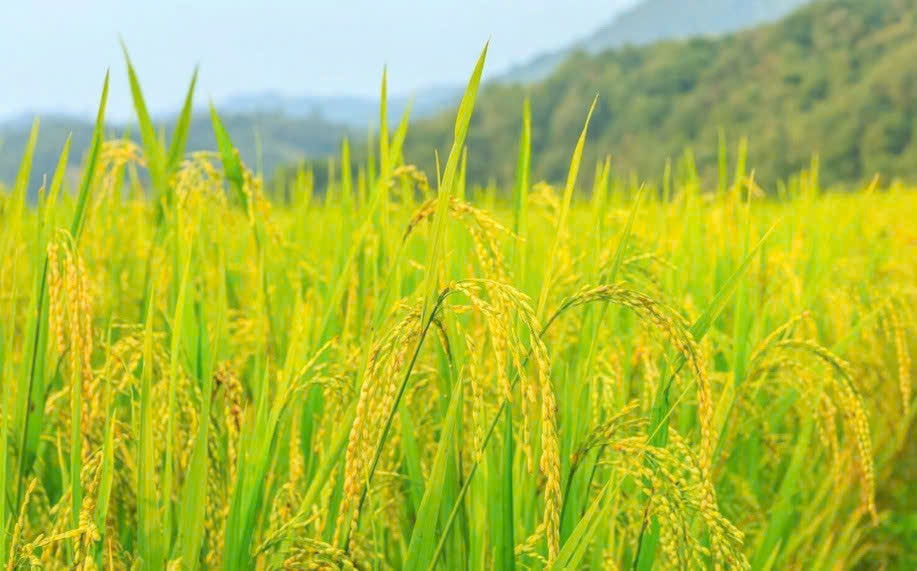 Giá lúa gạo hôm nay 12/12 Gạo nguyên liệu xuất khẩu giảm nhẹ