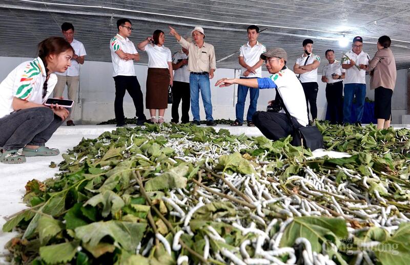 Gia Lai hiện có 248 mã số vùng trồng xuất khẩu sang Trung Quốc.