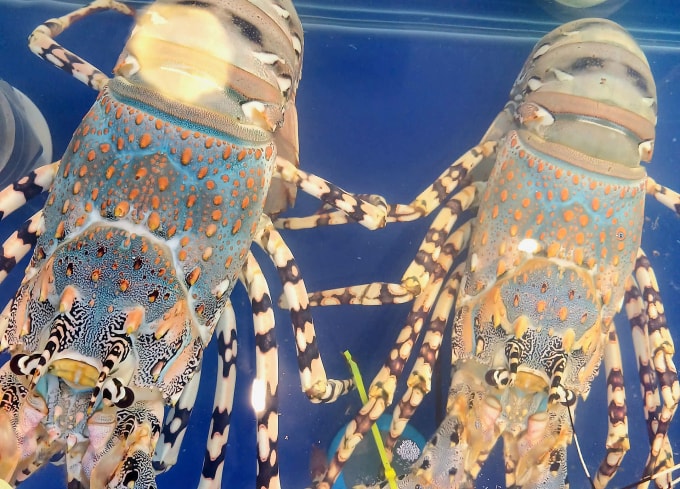 Tôm hùm bông được trưng bày tại một cửa hàng hải sản ở TP.HCM.