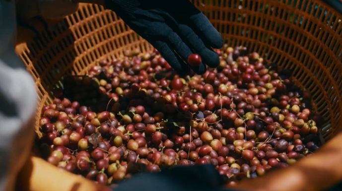 Từ nông trại đến người tiêu dùng: Hành trình của thương hiệu cà phê Việt  - 1