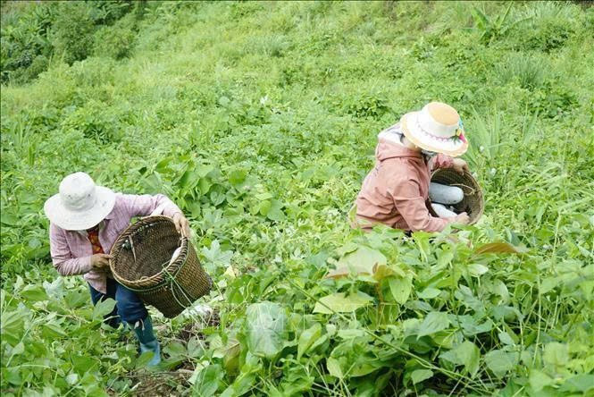 Trồng bí xanh ở Điện Biên. Ảnh: Xuân Tư TTXVN