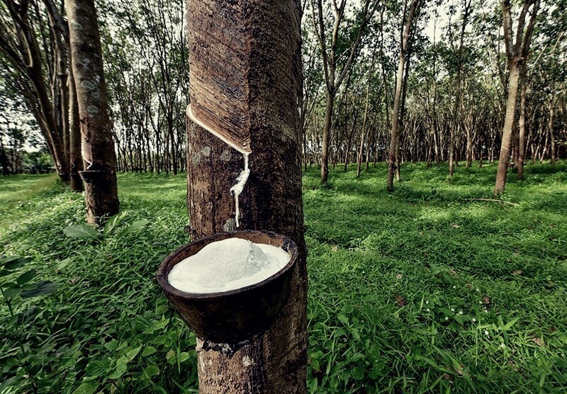 Cao su RSS3 là mặt hàng duy nhất vẫn duy trì giao dịch trên Sở Giao dịch Hàng hóa Osaka (Nhật Bản). Ảnh minh hoạ