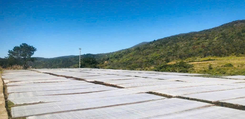 Phơi miến dong ở Phia Đén. Ảnh: Trung Hiếu