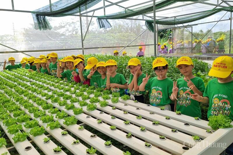 Hợp tác xã rau Túy Loan là một điển hình trong khai thác giá trị sản phẩm OCOP kết hợp du lịch nông thôn, du lịch trải nghiệm.