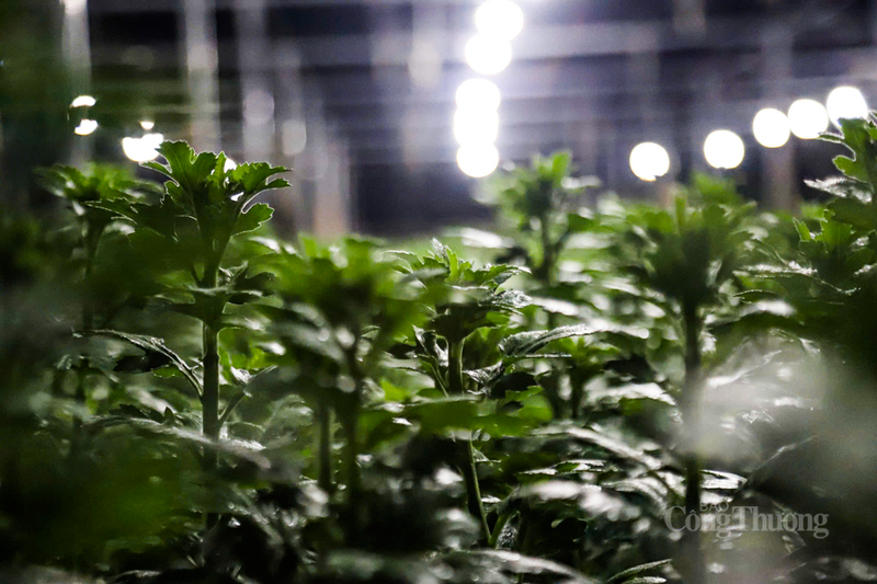 Những cây hoa từ sinh trưởng, phát triển tốt dưới ánh đèn.
