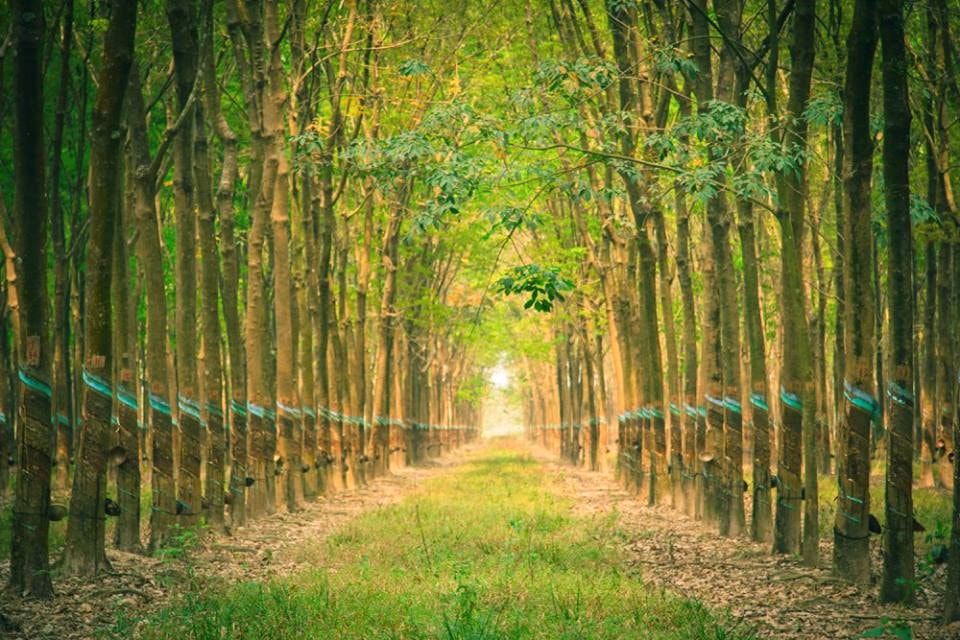 Giá cao su hôm nay 30/12 Nhật Bản lên mức cao nhất gần một tháng