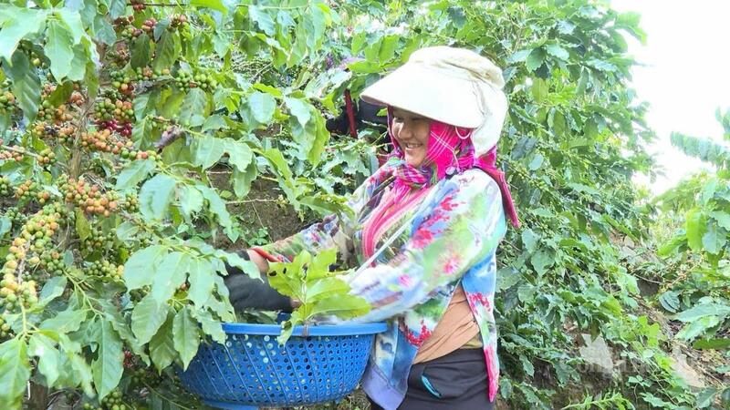 Xã Mường Ảng (tỉnh Điện Biên) được xem là “thủ phủ cà phê” với 1.813 ha cho thu hoạch.