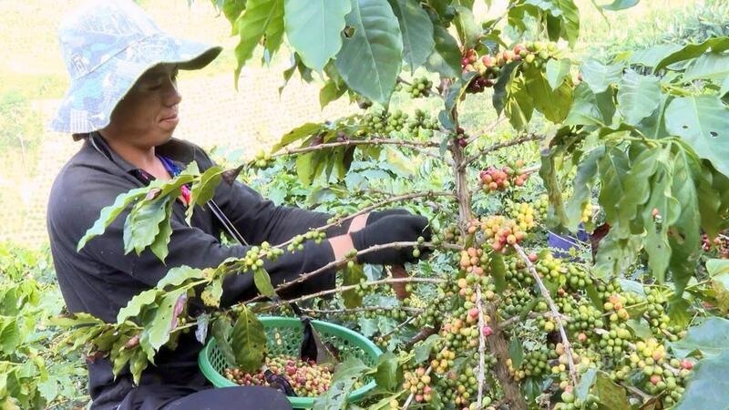 Cà phê Mường Ảng được mùa, được cả giá với mức cao kỷ lục.