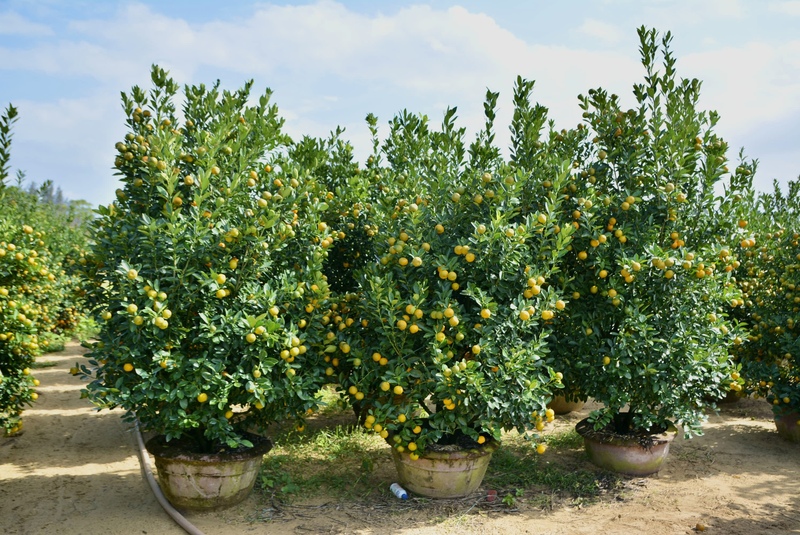 Các chủ vườn cho biết, đối với quất, mai thường được khách đặt đơn trước từ 1 đến 2 tháng, còn đối với các loại hoa, cây cảnh khác, đôi khi có đơn số lượng lên đến 60 - 70 chậu nhưng cận Tết khách mới liên hệ để xem và đặt đơn. Ảnh: Ngọc Thảo