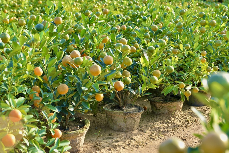 Giá quất tại vườn năm nay dao động từ khoảng 100.000 đồng/cây đối với quất mini, 900.000 đồng/chậu quất cỡ trung bình, đến khoảng 3 triệu đồng với những cây lớn, dáng đẹp. “Sau khi trừ chi phí giống, chậu, phân bón, thuốc và nhân công thì lợi nhuận không cao, chủ yếu là lấy công làm lời”, ông Nguyễn Anh (63 tuổi, chồng bà Dậu) cho biết. Ảnh: Ngọc Thảo