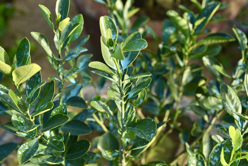 Trong quá trình chăm sóc, gia đình bà Dậu thường xuyên theo dõi tình trạng sinh trưởng của cây và phun thuốc phòng nấm định kỳ, đặc biệt là trước mùa mưa. Ảnh: Ngọc Thảo