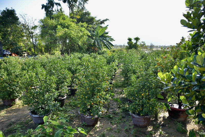Vườn quất được trồng ở khu vực phía sau nhà, diện tích khá lớn nên chi phí đầu tư, đặc biệt là tiền chậu trồng tương đối cao. Ngoài dịp Tết, vườn gần như không bán mà chỉ tập trung trồng, chăm sóc và tạo dáng cho cây. Cả năm làm việc chủ yếu để chờ đến Tết mới thu hoạch, bán ra thị trường. Ảnh: Ngọc Thảo