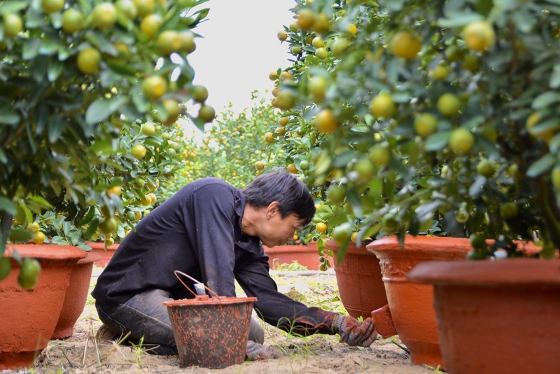 Vào thời điểm cận Tết, nhiều nhà vườn phải thuê thêm lao động thời vụ để kịp chăm sóc, bốc xếp và giao quất cho khách. Vườn của ông Trung ngày thường chỉ thuê khoảng 3 người làm việc cố định, vào mùa cao điểm cận Tết thì số lao động tăng lên 9 đến 10 người, không khí làm việc diễn ra khẩn trương từ sáng sớm đến chiều tối. Ảnh: Ngọc Thảo