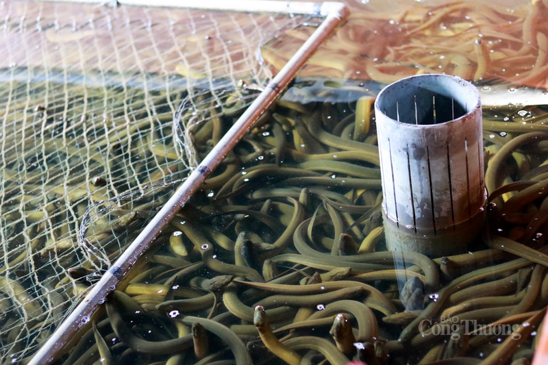 Với tổng kinh phí đầu tư ban đầu khoảng 500 triệu đồng, sau 6 tháng nuôi, đàn lươn phát triển ổn định. Nếu thuận lợi, sản lượng ước đạt từ 17 - 20 tấn, giá bán trung bình từ 120.000 - 140.000 đồng/kg, ước doanh thu hơn 2 tỷ đồng.