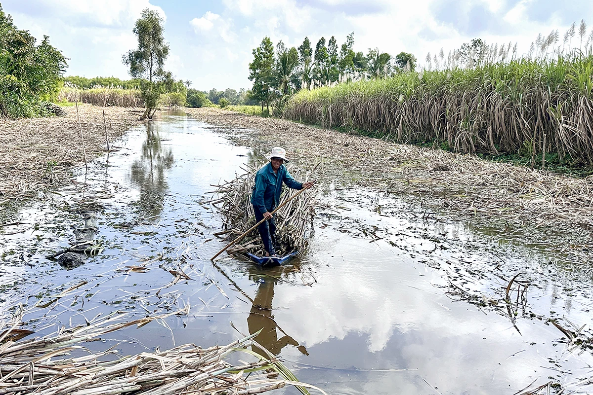 Giá mía giảm và kiến nghị kịp thời của địa phương