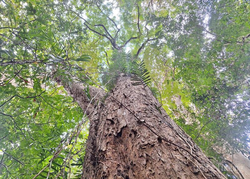 Bình quân mỗi ha rừng tại khu vực Tây Nguyên có thể hấp thụ khoảng 4 - 6 tấn CO₂ mỗi năm. Ảnh: Hiền Mai