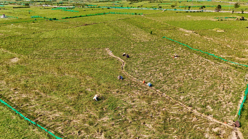 Liên kết nông dân tạo vùng trồng rộng lớn, đảm bảo nguồn nguyên liệu là một trong những bước đi cần thiết để sản vật địa phương đạt được quy chuẩn chất lượng, nguồn gốc vùng trồng. Ảnh: Nguyễn Dương