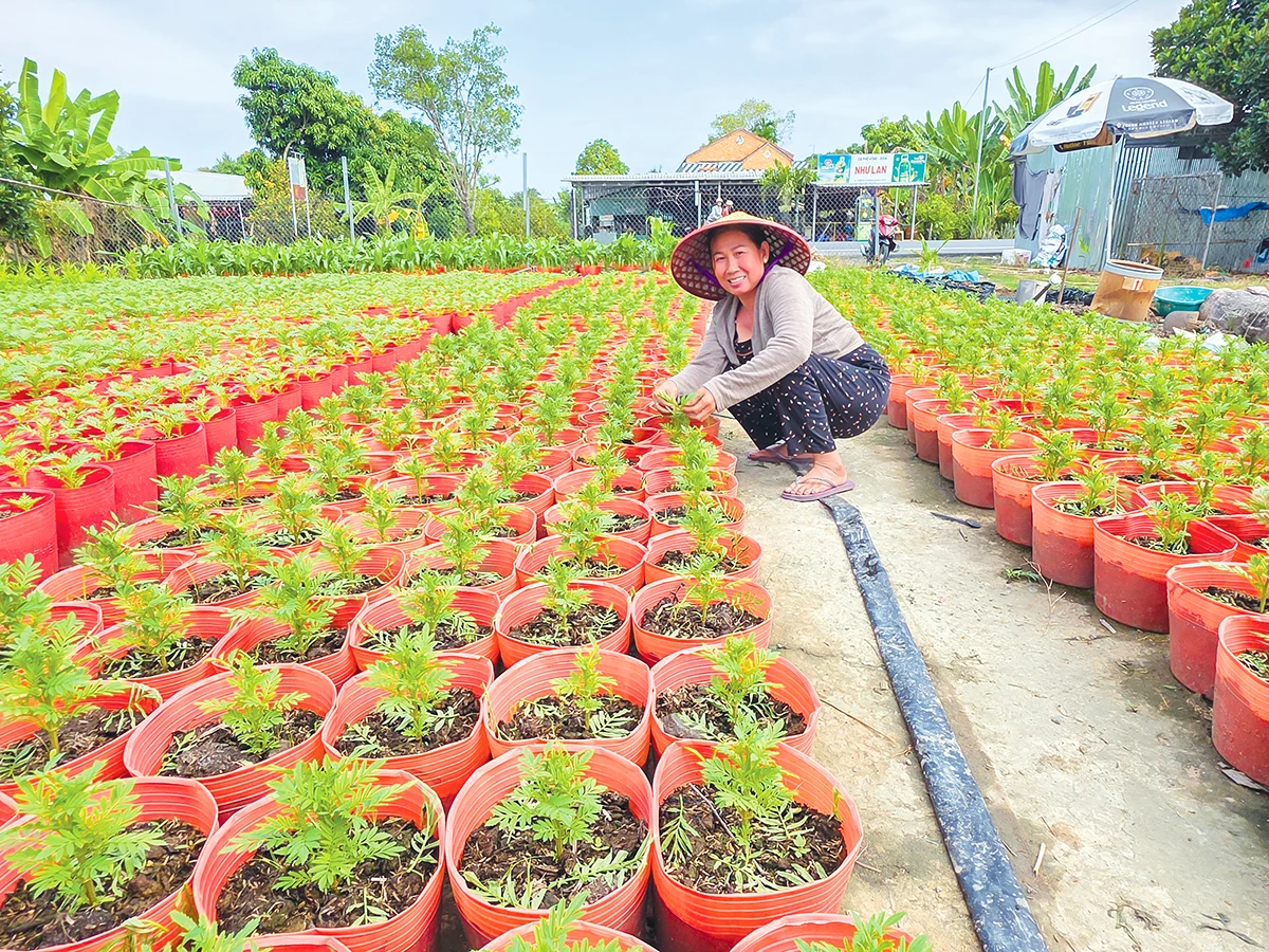 Kỳ vọng vụ hoa Tết