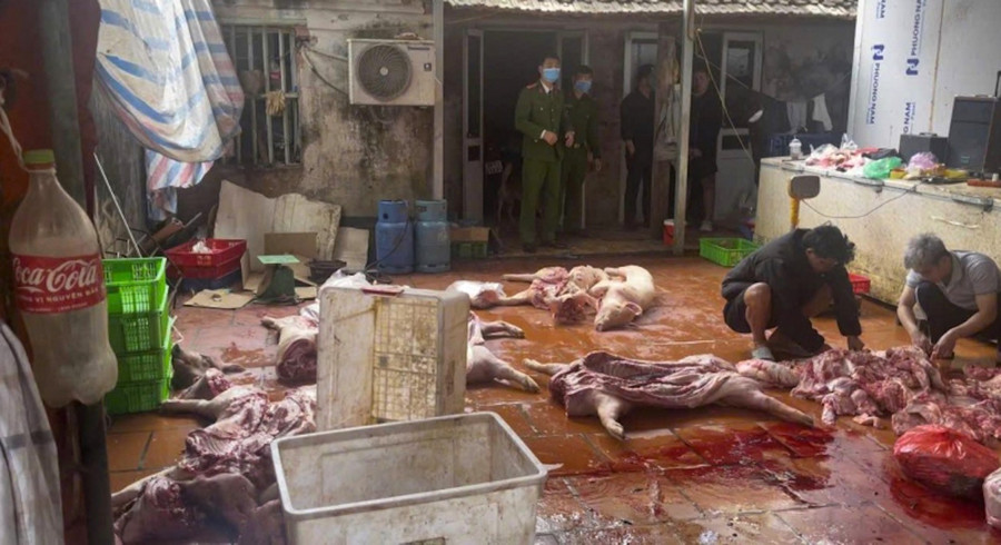 Kết quả giám định cho thấy, 100% số lợn và sản phẩm động vật đều dương tính với virus dịch tả lợn Châu Phi. Ảnh: CAND