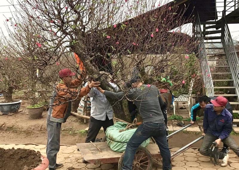 Hoa đào được vận chuyển cẩn thận từ vườn tới tay người mua