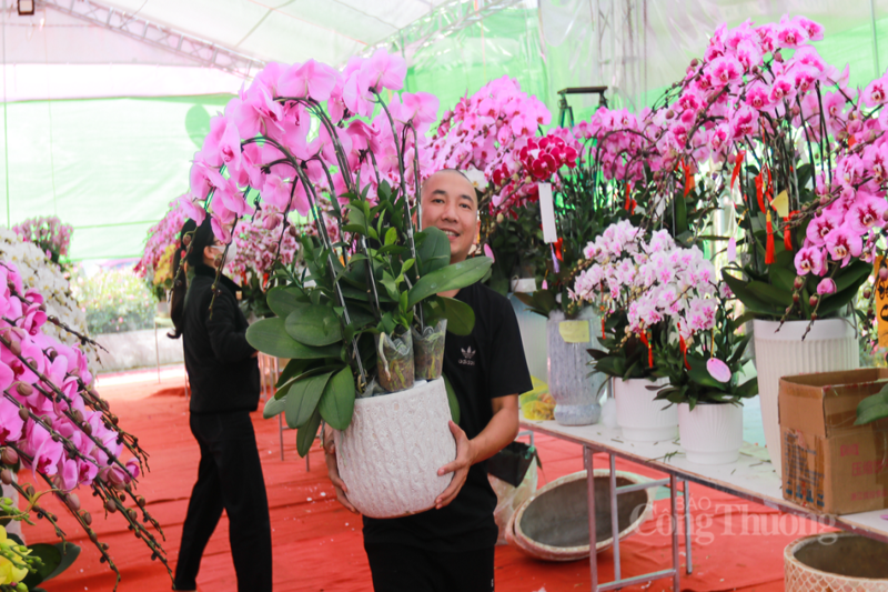 Ngắm những ‘siêu phẩm’ lan hồ điệp ôm gỗ lũa tại Hà Tĩnh - 12