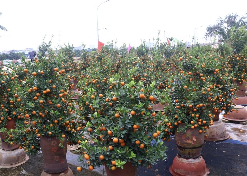 Các dáng quất truyền thống được thị trường ưa chuộng dịp Tết