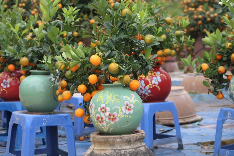 Các chậu quất bonsai nhỏ gọn, phù hợp không gian căn hộ, được thị trường ưa chuộng dịp Tết.