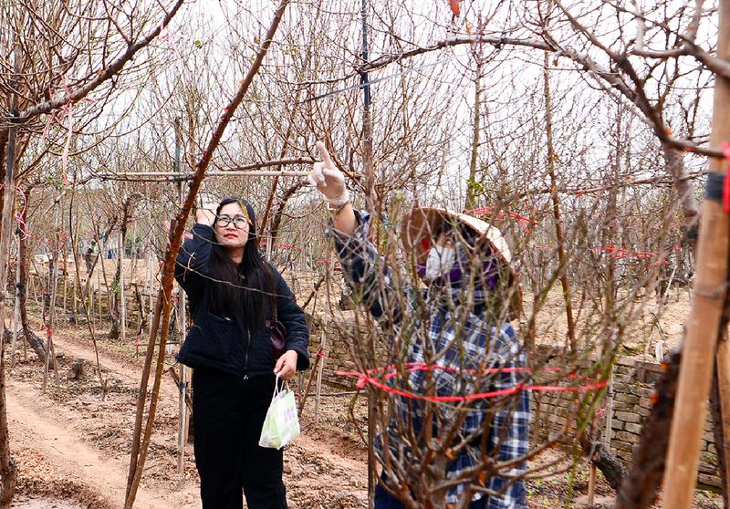 Người dân, thương lái vào vườn xem đào, đặt cọc từ sớm