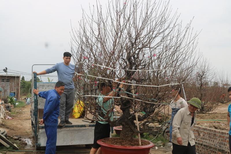 Người dân tại vườn đào Nhật Tân tất bật vận chuyển đào phân phối ra thị trường