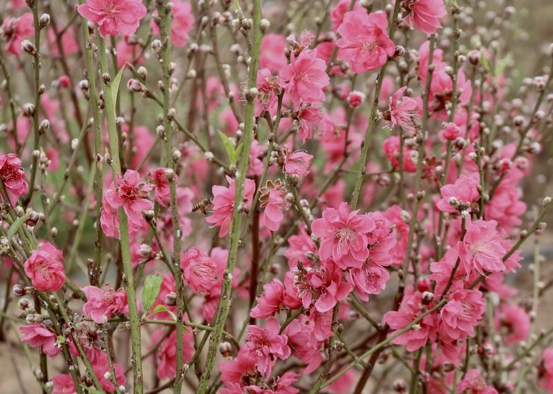 Đào bích bung nụ rực rỡ cho những người có nhu cầu đón Tết sớm