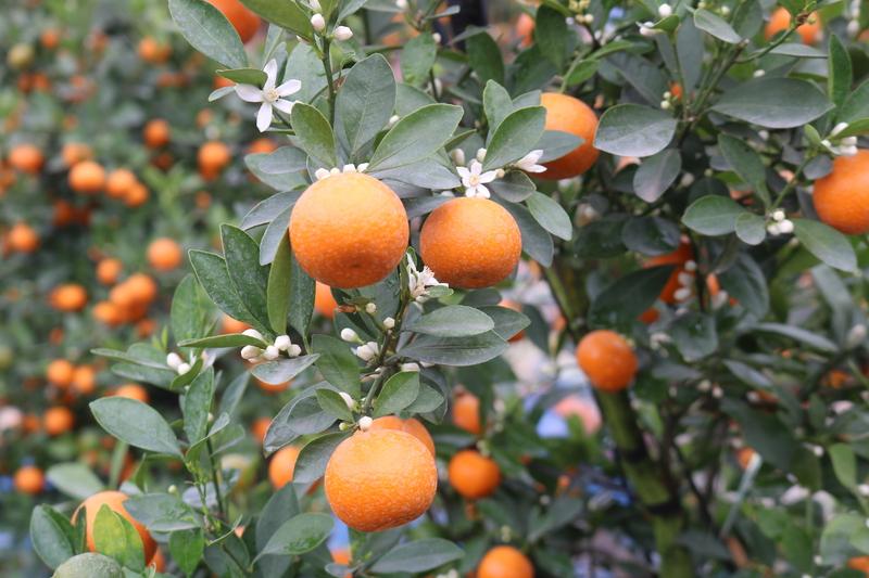 Cây quất Tứ Liên hội tụ đủ “tứ quý”: quả vàng - lộc non - hoa trắng - lá xanh.