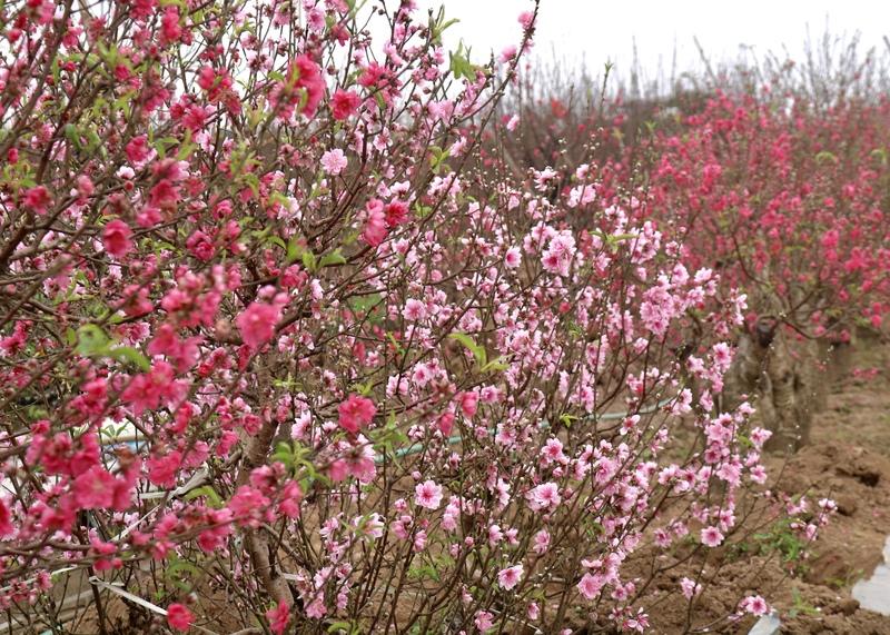 Đủ các loại đào bích, đào phai... bung nở rực rỡ