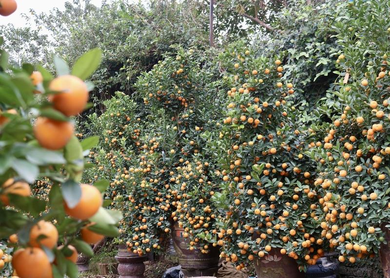 Quất Tứ Liên chín vàng đúng dịp, được thương lái ưu tiên lựa chọn từ đầu tháng Chạp