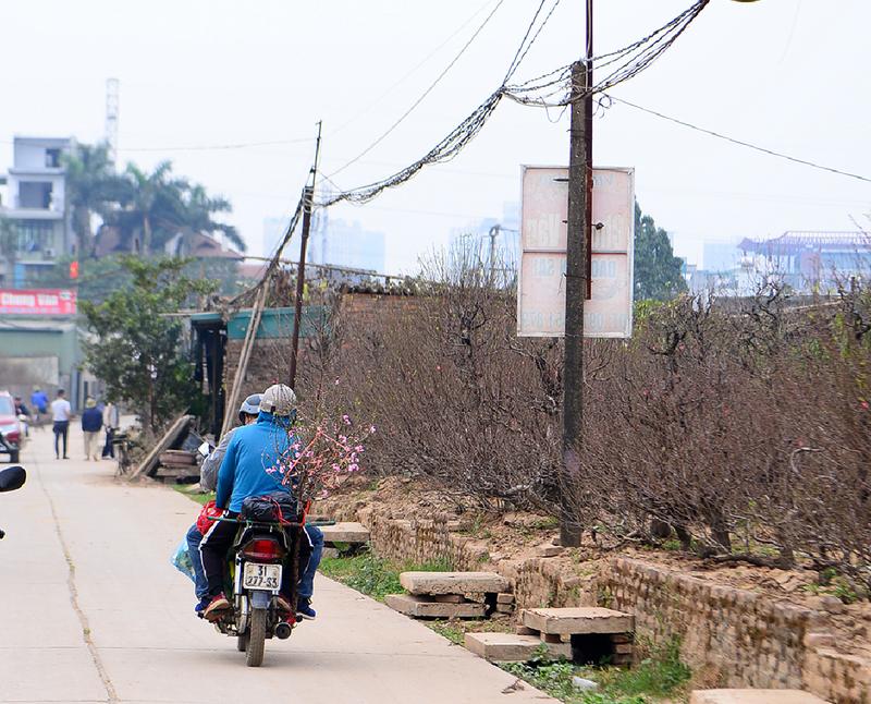 Người dân tới tận vườn chọn đào mang Tết về nhà