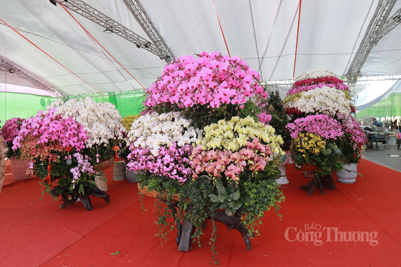 Gỗ lũa, phần lõi cứng nhất của các loại cây cổ thụ còn sót lại sau hàng chục, hàng trăm năm bị bào mòn bởi thiên nhiên. Khi kết hợp với vẻ đẹp kiêu sa, đài các của lan hồ điệp đã tạo nên một sức hút khó cưỡng.