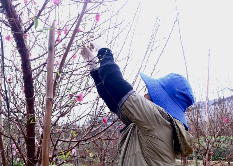 Người trồng đào Nhật Tân tất bật tuốt lá, chỉnh dáng chuẩn bị vụ Tết.