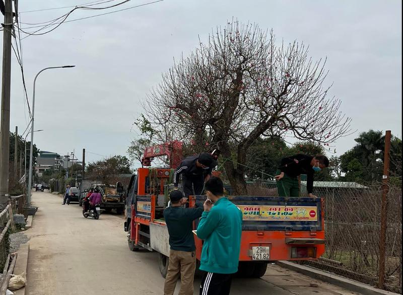 Những cây đào bán, cho thuê được vận chuyển cẩn thận để giữ được dáng và nụ khi tới nhà khách hàng