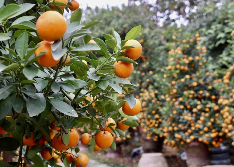 Quất tháp được tạo dáng tỉ mỉ, đòi hỏi nhiều công chăm sóc