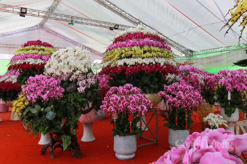 Những ngày này, tại phường Thành Sen, Hà Tĩnh, hàng loạt cửa hàng hoa tươi, chợ cây cảnh đã sớm lấp đầy không gian bằng những kiện lan hồ điệp.