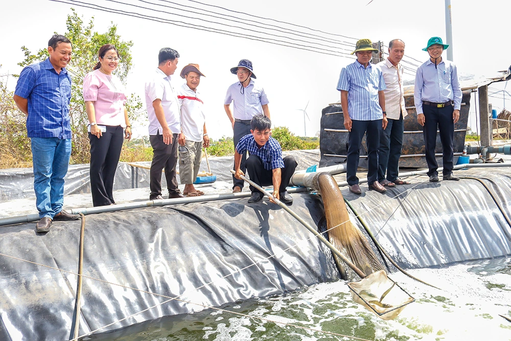 Những khuyến cáo khi nuôi tôm nước lợ