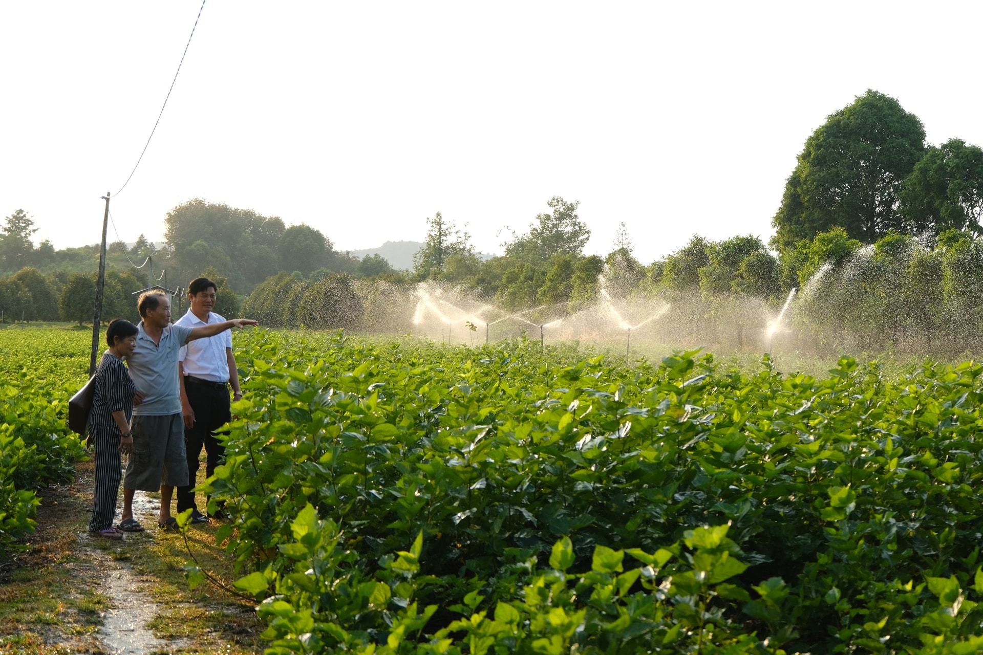 Những vườn dâu đang định hình nhịp sản xuất mới ở Đạ Tẻh 3