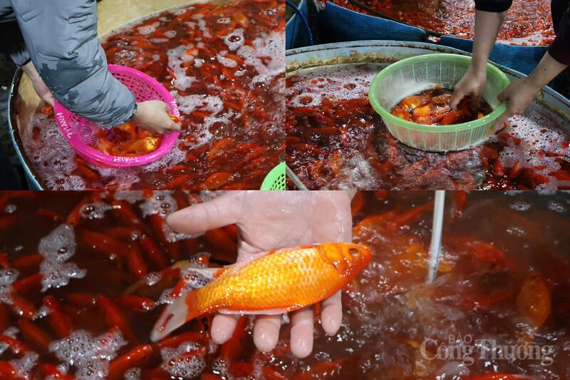 Hoạt động mua bán, cân hàng diễn ra nhộn nhịp.