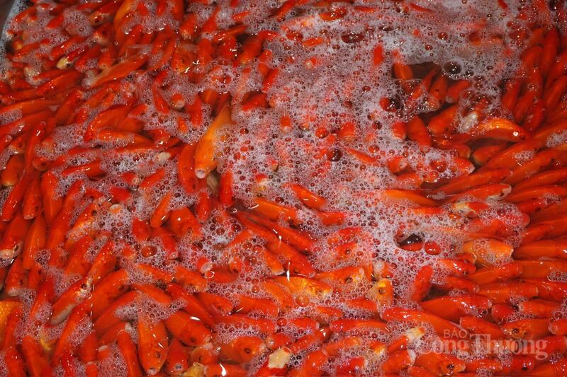 Những chậu cá chép đỏ rực được bơm sủi oxy liên tục.