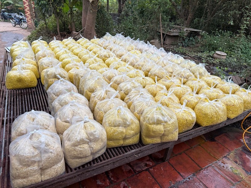 Riềng xay thành phẩm được trộn chất tẩy đường và chất Vàng O bị thu giữ. Ảnh: Bộ Công an