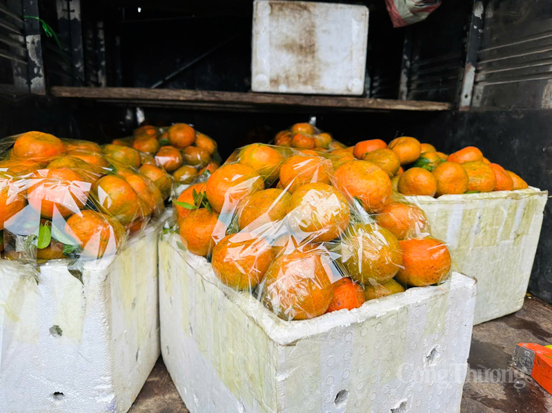 Để đảm bảo chất lượng cho cam bù Kim Hoa, chính quyền địa phương đã cùng các HTX kiểm soát chặt chẽ quy trình chăm sóc theo hướng VietGAP, hạn chế tối đa thuốc bảo vệ thực vật, hướng tới nền sản xuất hữu cơ bền vững.