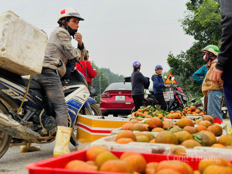 Không khí tại các chợ cam ở xã Kim Hoa cũng trở nên hối hả, nhộn nhịp bởi thương lái khắp nơi đổ về.