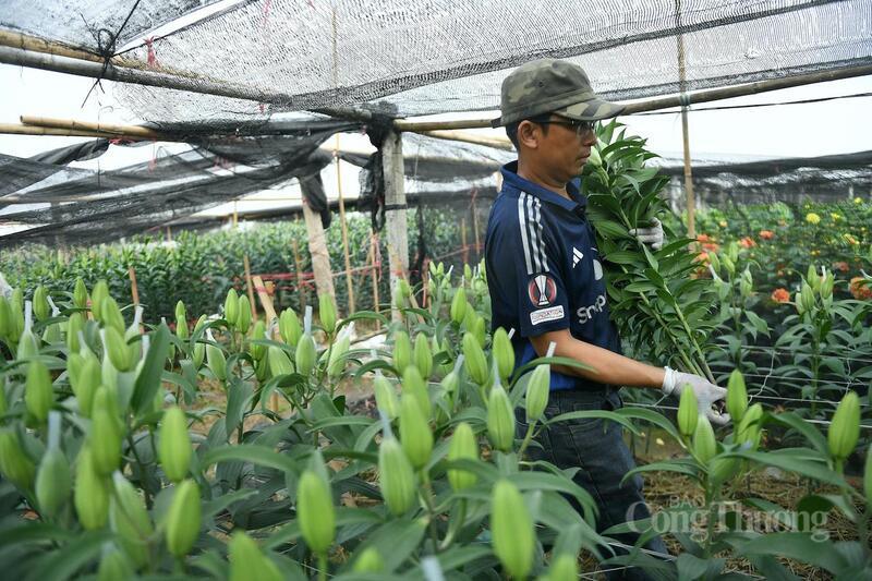 Hoa được cắt bó liên tục để kịp giao cho thương lái.
